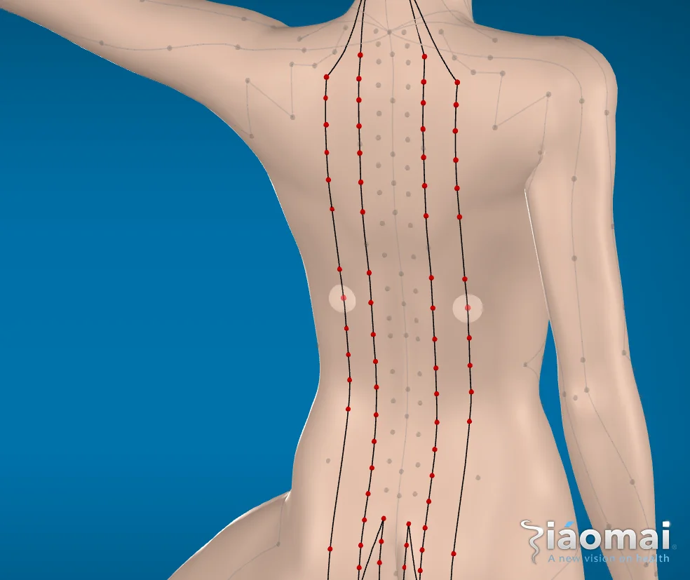 Urinary Bladder Point BL48 - Yanggang - Position on the 3D mannequin - Acupoint