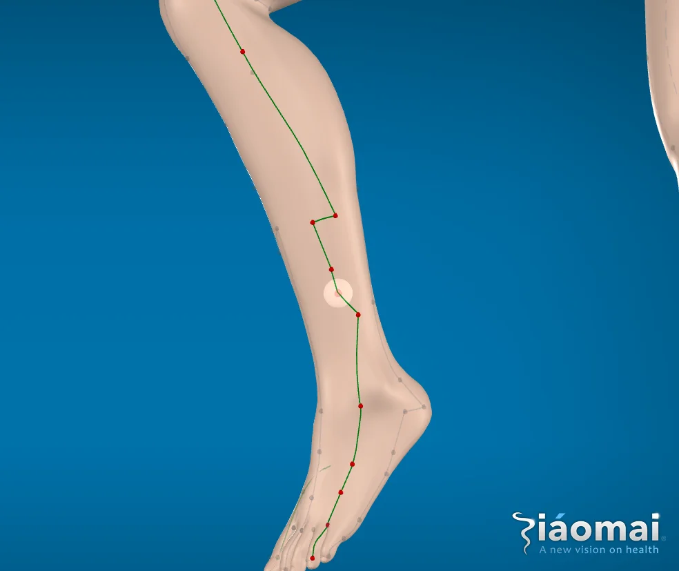 Gallbladder Point GB38 - Yangfu - Position on the 3D mannequin - Acupoint
